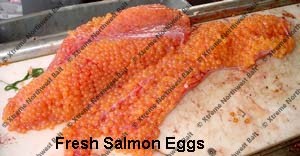 Fresh Salmon Egg, Fresh Salmon Roe, Xtreme Northwest Bait Co